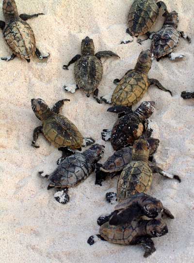 Hawksbill turtles