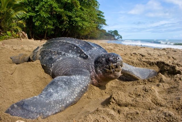 Leatherback Turtle_Samana